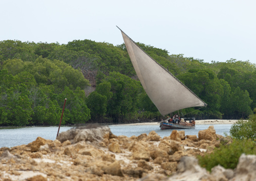 Dhow sailing in the mangrove, Lamu County, Lamu, Kenya