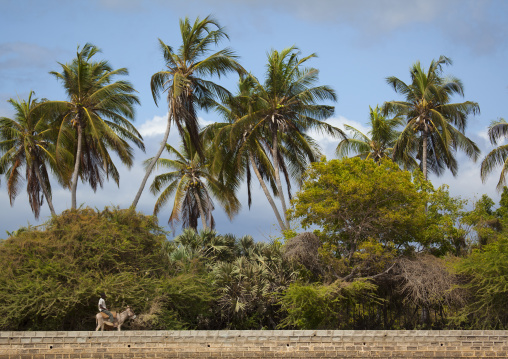 Kenyan man riding a donkey along palm trees, Lamu County, Shela, Kenya