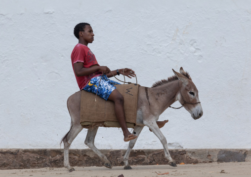 Man riding a donkey in the street, Lamu County, Shela, Kenya