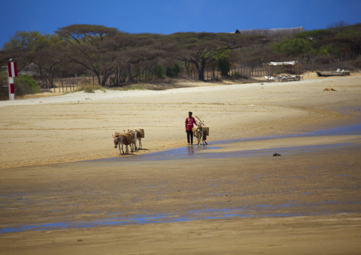 A man with donkeys transporting goods on the beach, Lamu County, Manda Island, Kenya