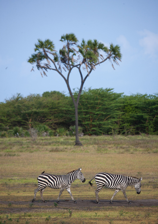Zebras in the bush, Lamu County, Kiongwe, Kenya