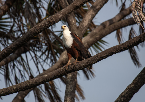 Eagle in a tree, Lamu County, Kiongwe, Kenya