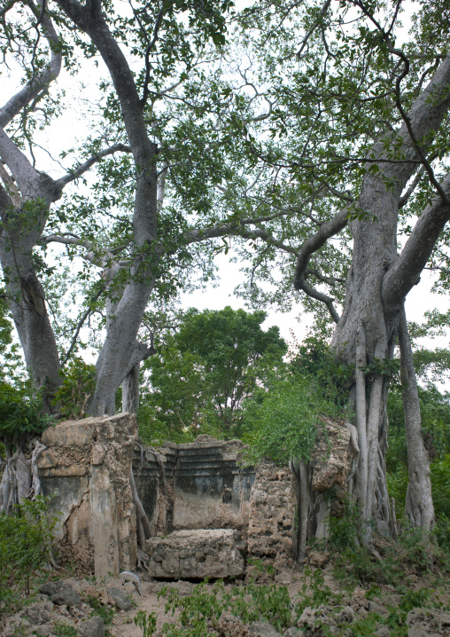 Ruins among the trees, Lamu County, Pate Island, Kenya