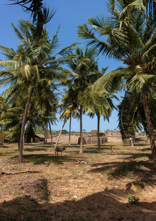 Traditional swhaili village, Lamu County, Siyu, Kenya