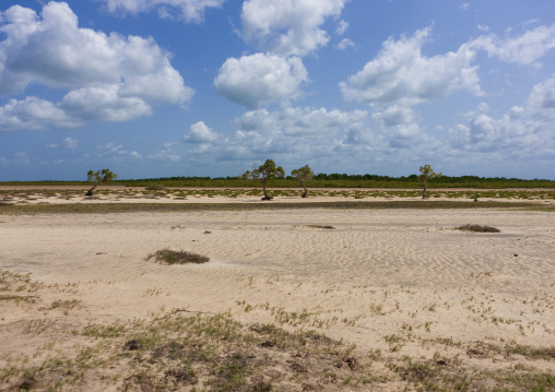 Landscape with sand and trees, Lamu County, Siyu, Kenya