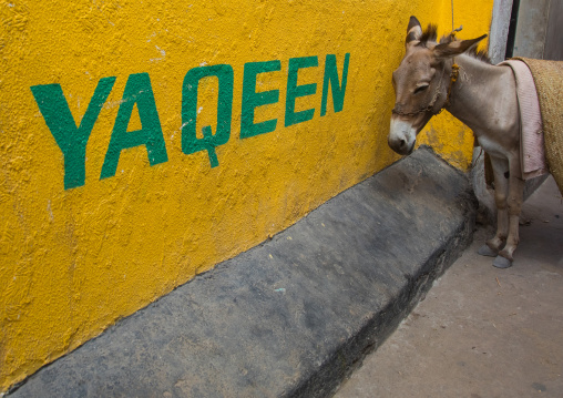 Donley standing in front of a yellow wall, Lamu county, Lamu town, Kenya