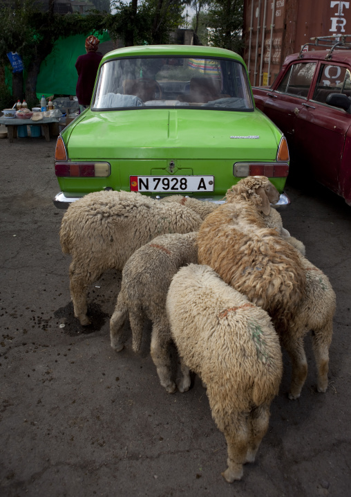 Sheep Behind An Old Lada Car In The Animal Market Of Kochkor, Kyrgyzstan