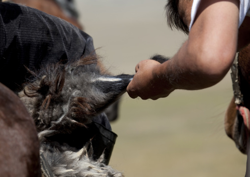 Horsemen Pulling On A Goat Carcass During A Horse Game, Song Kol Lake Area, Kyrgyzstan