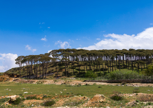 Pine forest, Nabatiyeh Governorate, Nabatiyeh, Lebanon