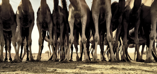 Camels in desert, Fezzan, Umm al-Maa, Libya