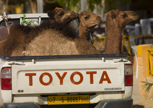 Camels in a toyota car, Tripolitania, Ghadames, Libya