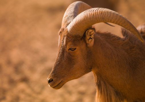 Barbary sheep in the desert, Tripolitania, Ghadames, Libya