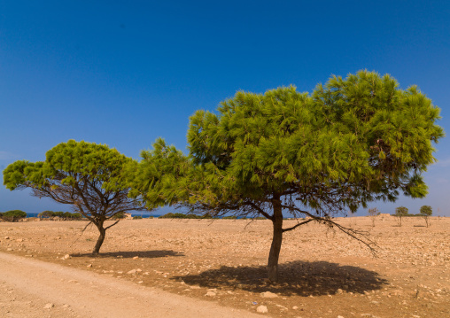 Pine trees along a road, Cyrenaica, Ptolemais, Libya