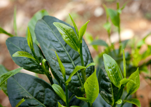 Tea leaves, Boloven, Laos