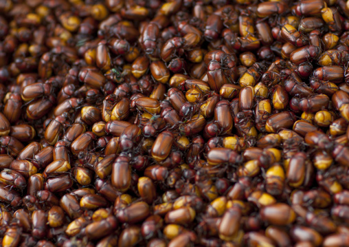 Bugs for sale, Phonsaad, Laos