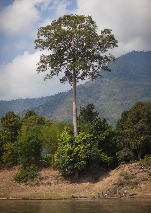 Mekong river bank, Phonsaad, Laos
