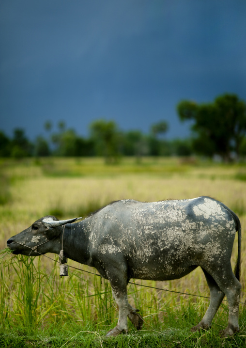 Buffalo, Don khon, Laos