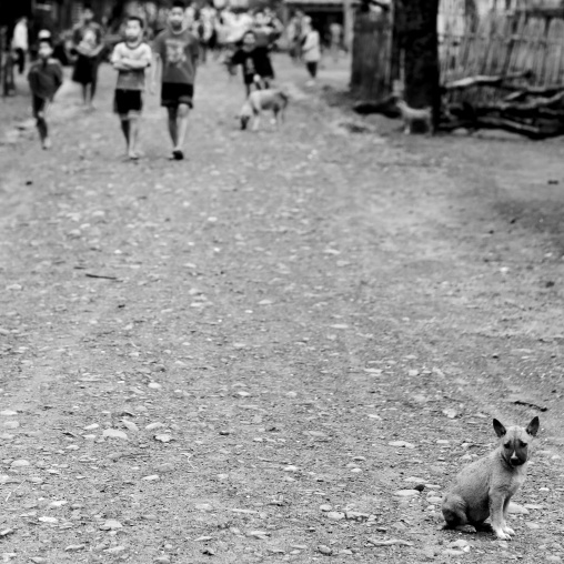 Dog in a street, Houei xay, Laos