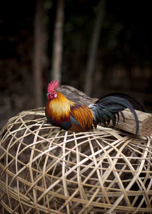 Rooster on a cage, Muang sing, Laos
