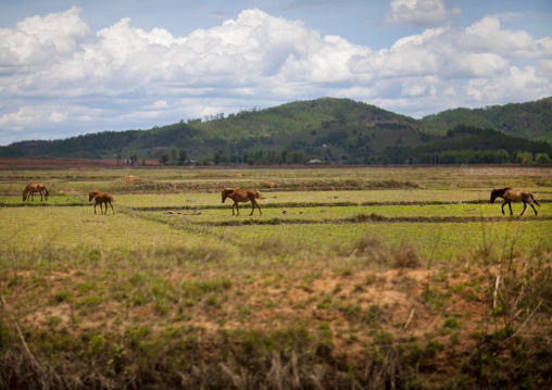 Horses in a field, Phonsavan, Laos
