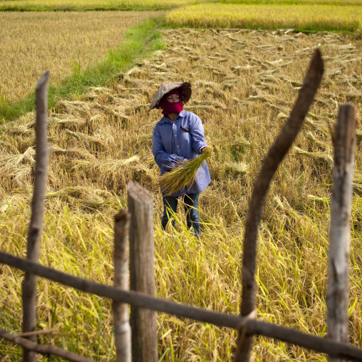 Farmer in a rice field, Vientiane, Laos