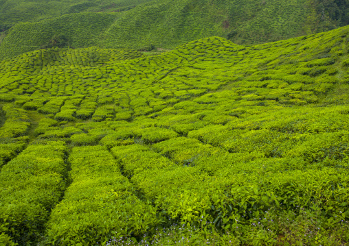 Tea Plantations, Cameron Highlands, Malaysia