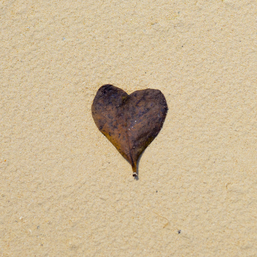Heart Shped Leaf, Quirimba Island, Cabo Delgado Province, Mozambique