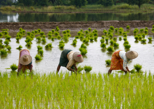 Women Working In A Paddy Field In Innwa, Myanmar