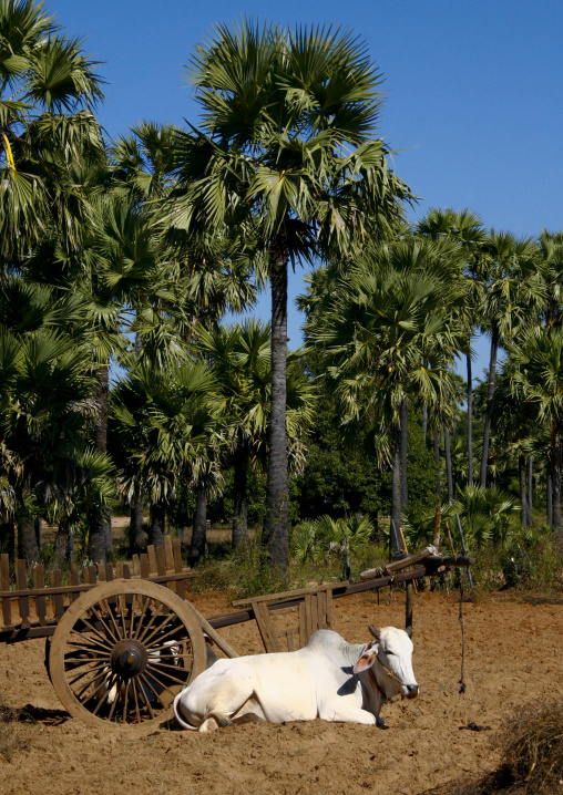 Ox Cart, Bagan, Myanmar