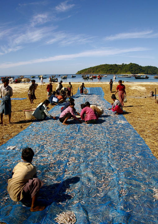 Women Putting Dried Fish In Ngapali, Myanmar