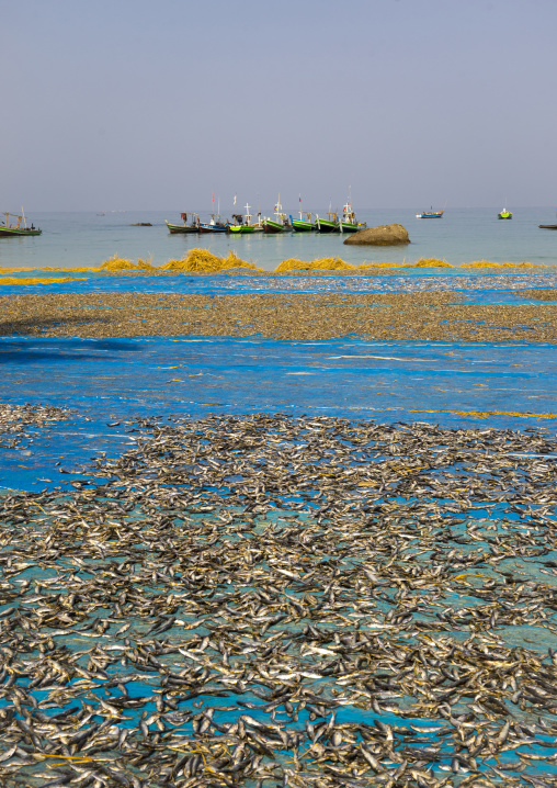 Dried Fishes On The Beach, Ngapali, Myanmar