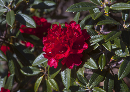 Rhododendrons Flowers, Mindat, Myanmar