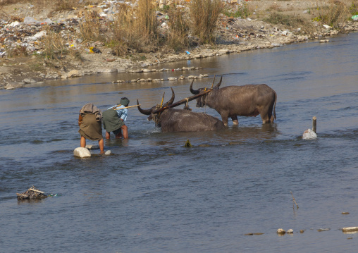 Men Washing Buffalos In A River, Mindat, Myanmar