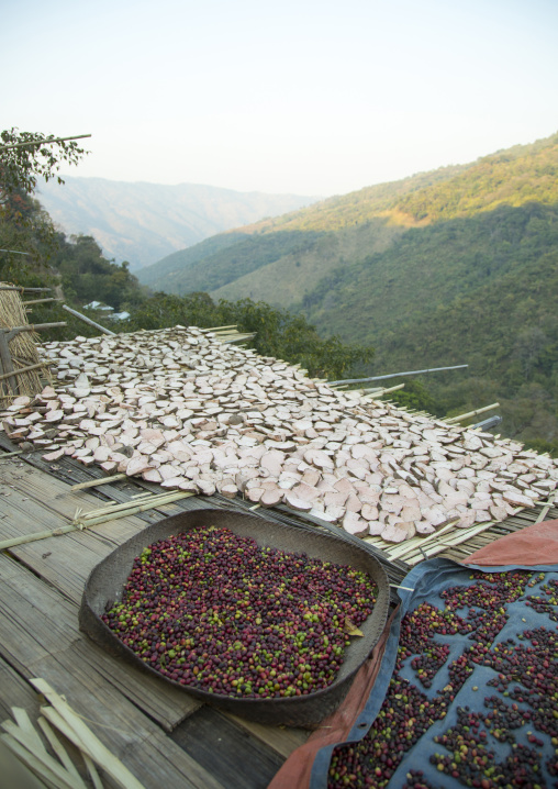 Coffee Beans Drying In The Sun, Mindat, Myanmar
