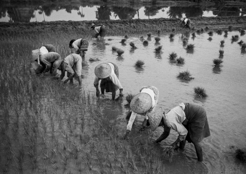 Women Working In A Paddy Field In Innwa, Myanmar