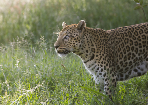 Wild African Leopard, Okonjima, Namibia