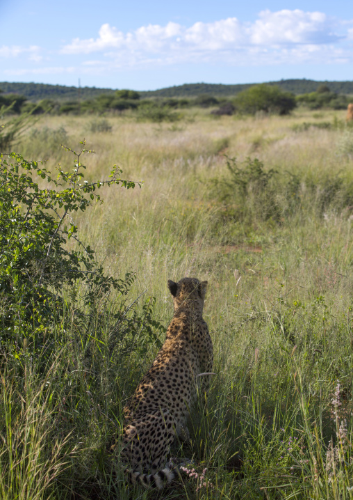 Cheetah Looking Away In The Savanna, Okonjima, Namibia