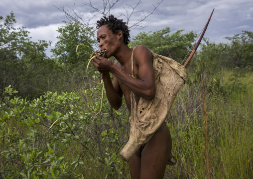 Bushman Collecting Medicinal Plants, Tsumkwe, Namibia