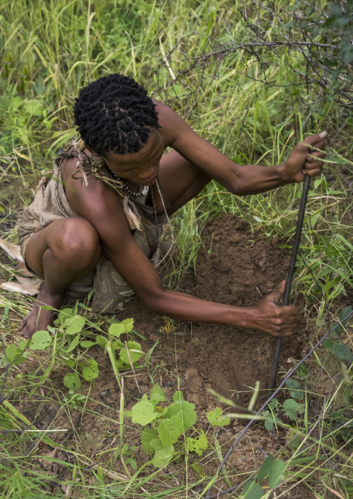 Bushman Woman Digging To Search For Tuber, Tsumkwe, Namibia