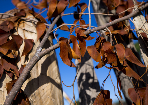 Mopane Dried Leaves, Ondangwa, Namibia