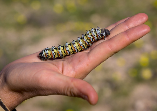 Mopane Worm Emperor Moth