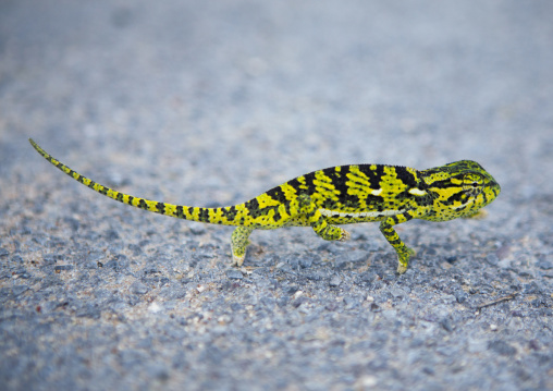 Chameleon, Tsumkwe, Namibia