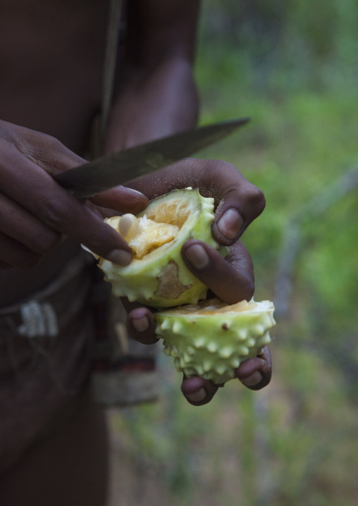 Bushman Cutting An Oryx Cucumber, Tsumkwe, Namibia