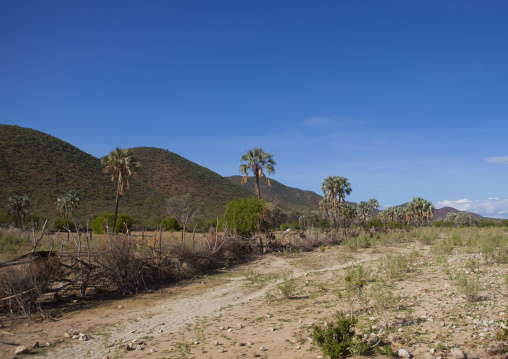 Palms Trees In An Arid Landscape, Epupa, Namibia