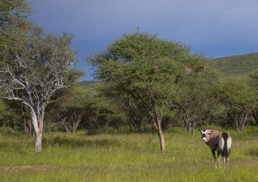 Oryx, Okonjima, Namibia