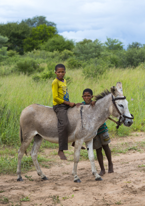 Bushman Children With A Donkey, Tsumkwe, Namibia
