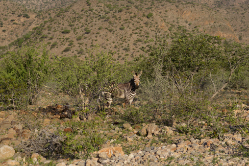 Hartman's Mountain Zebra, Grootberg, Namibia