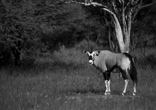 Oryx, Okonjima, Namibia
