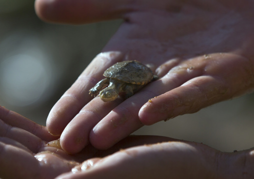 Terapine Turtle, Okonjima, Namibia