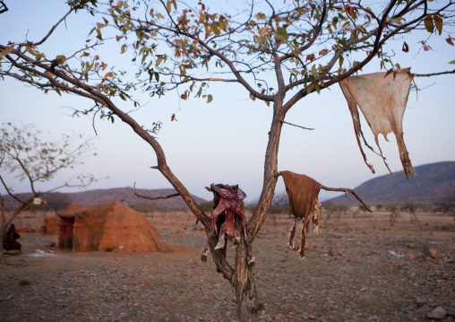 Skinned Game And Its Skin Drying On Tree Branches, Okapale Area, Namibia